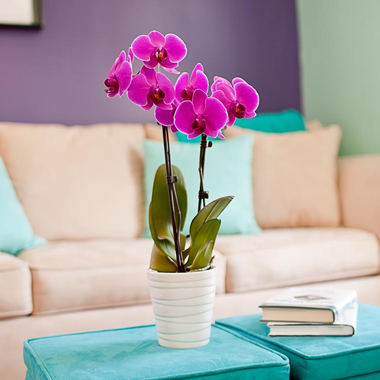 Best Places To Keep Your Orchid This Spring