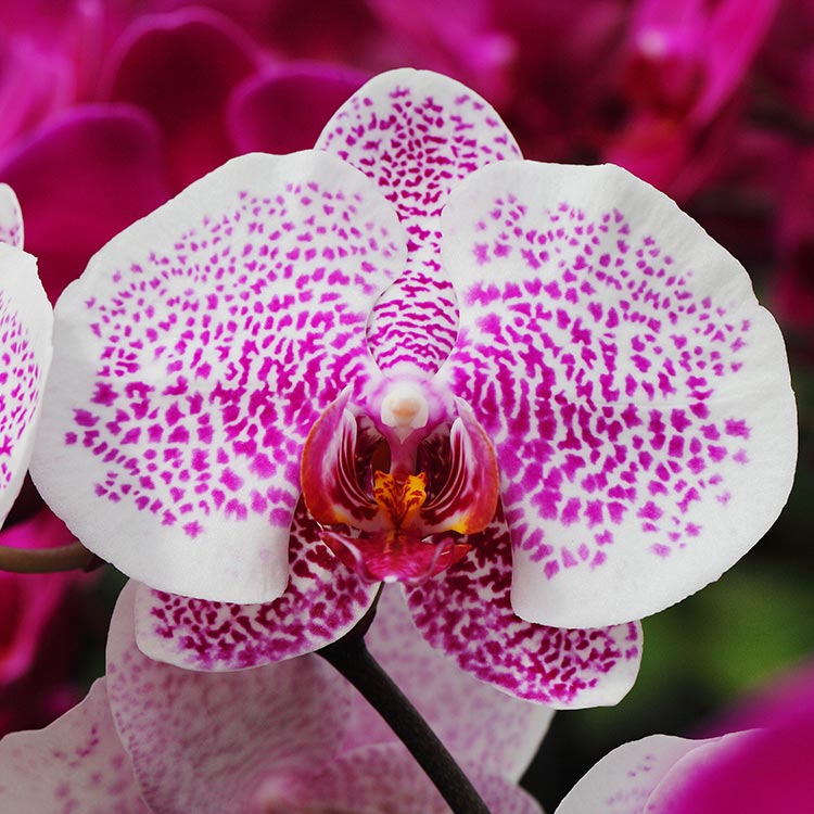 The Life Cycle of a Phalaenopsis Orchid