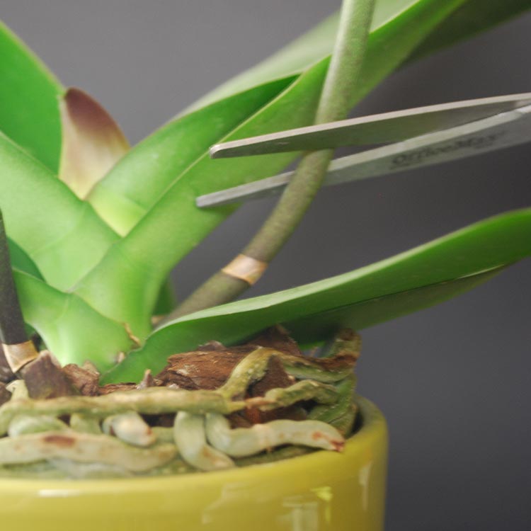 Do You Cut Off Dead Orchid Stems? B73