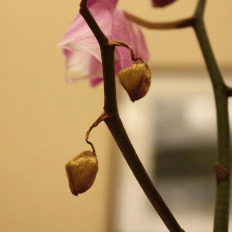 Orchid Flower Stem Cut | Best Flower Site