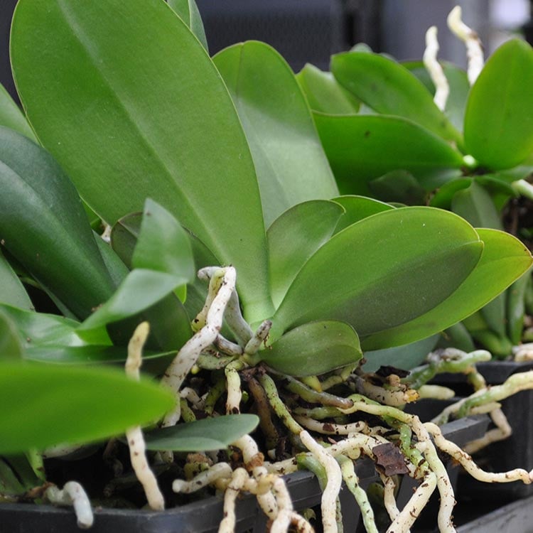 Why are My Orchid Leaves Changing Colors?