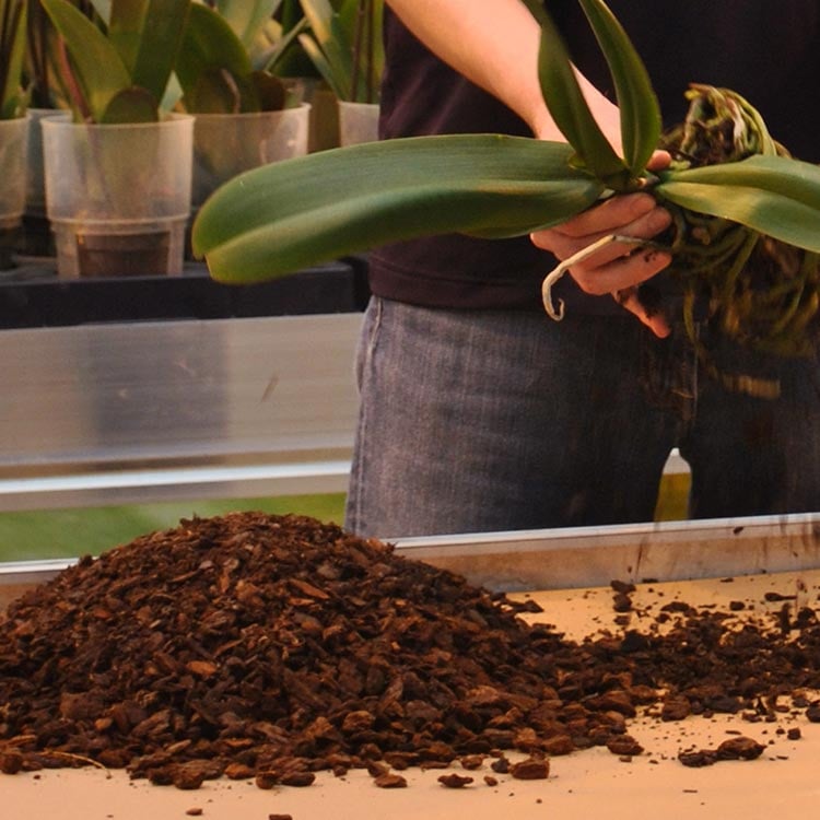 Orchid Potting Mix - Types Of Planting Mediums For Orchids