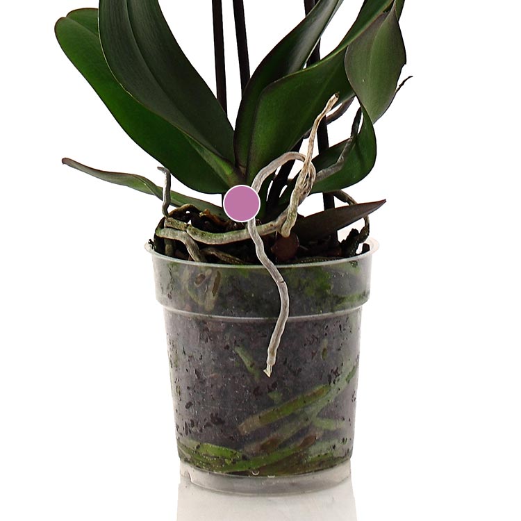 Orchid Care What are Air Roots?