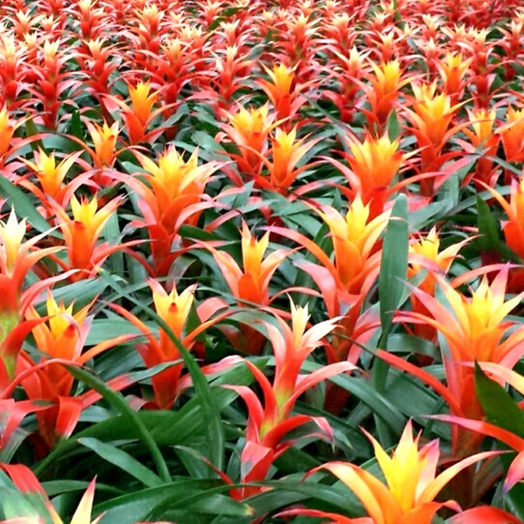 Bromeliad Care: How To Tips On Growing Bromeliad Plants, 41% OFF