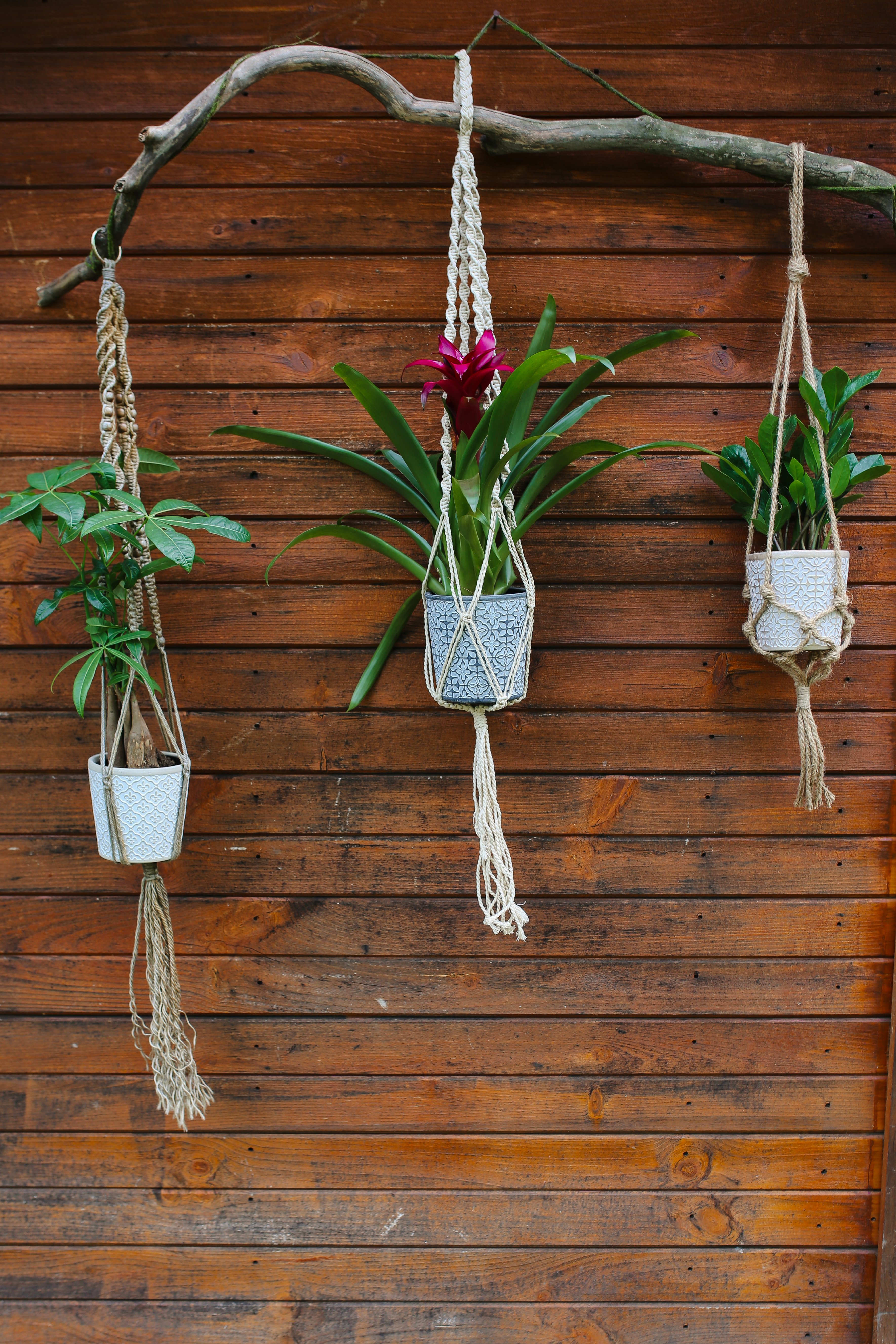 false indigo plant Seed Pack