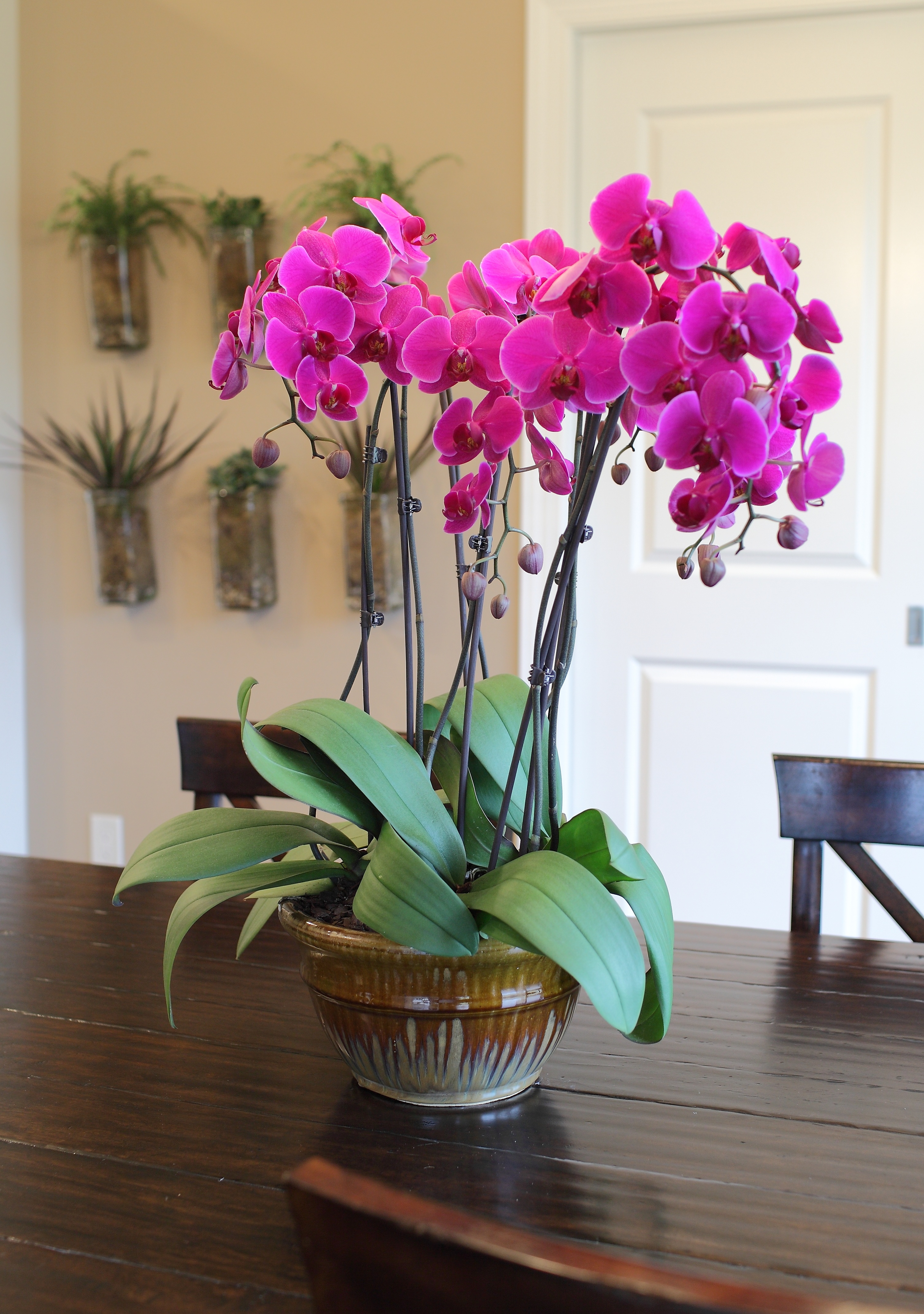 How to Take Care of Orchids While They are Blooming (Easy Maintenance Tips)  
