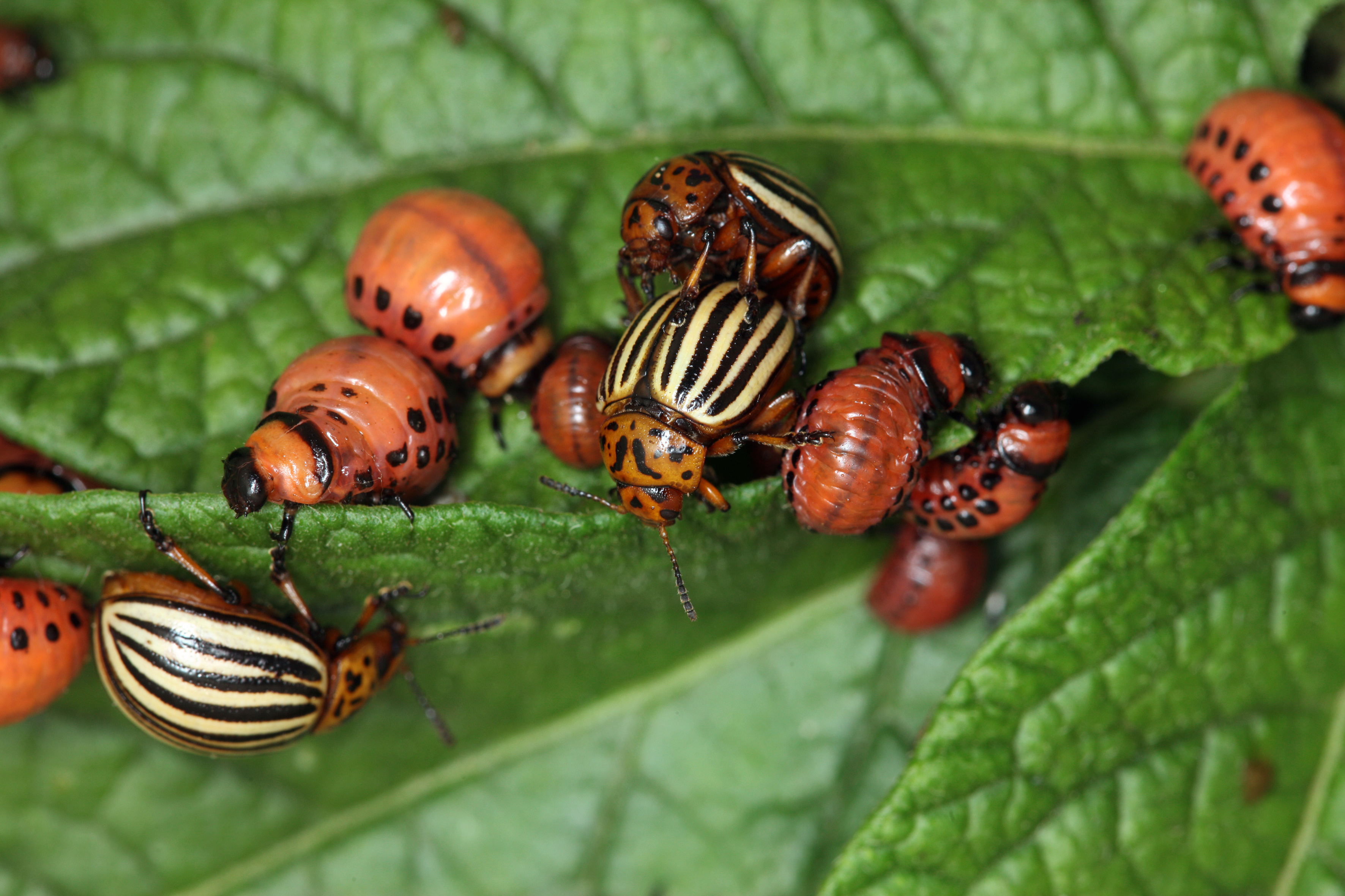 Kartoffelschutz rund ums Jahr Krankheiten, Unkräuter, Insekten und Keimhemmung Kartoffelschutz rund ums Jahr Krankheiten, Unkräuter, Insekten und Keimhemmung