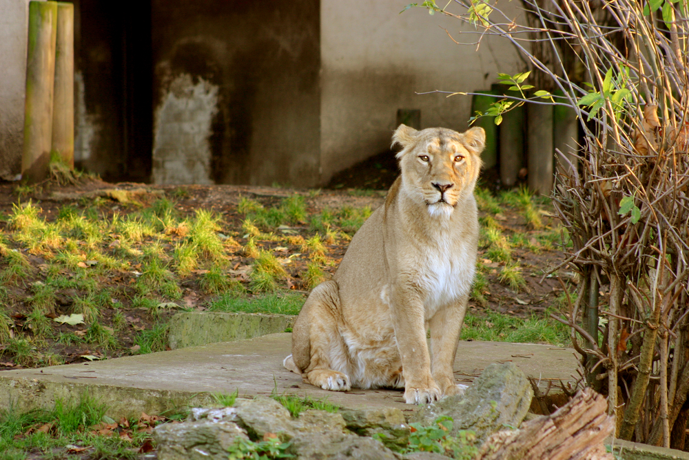 Female Lion