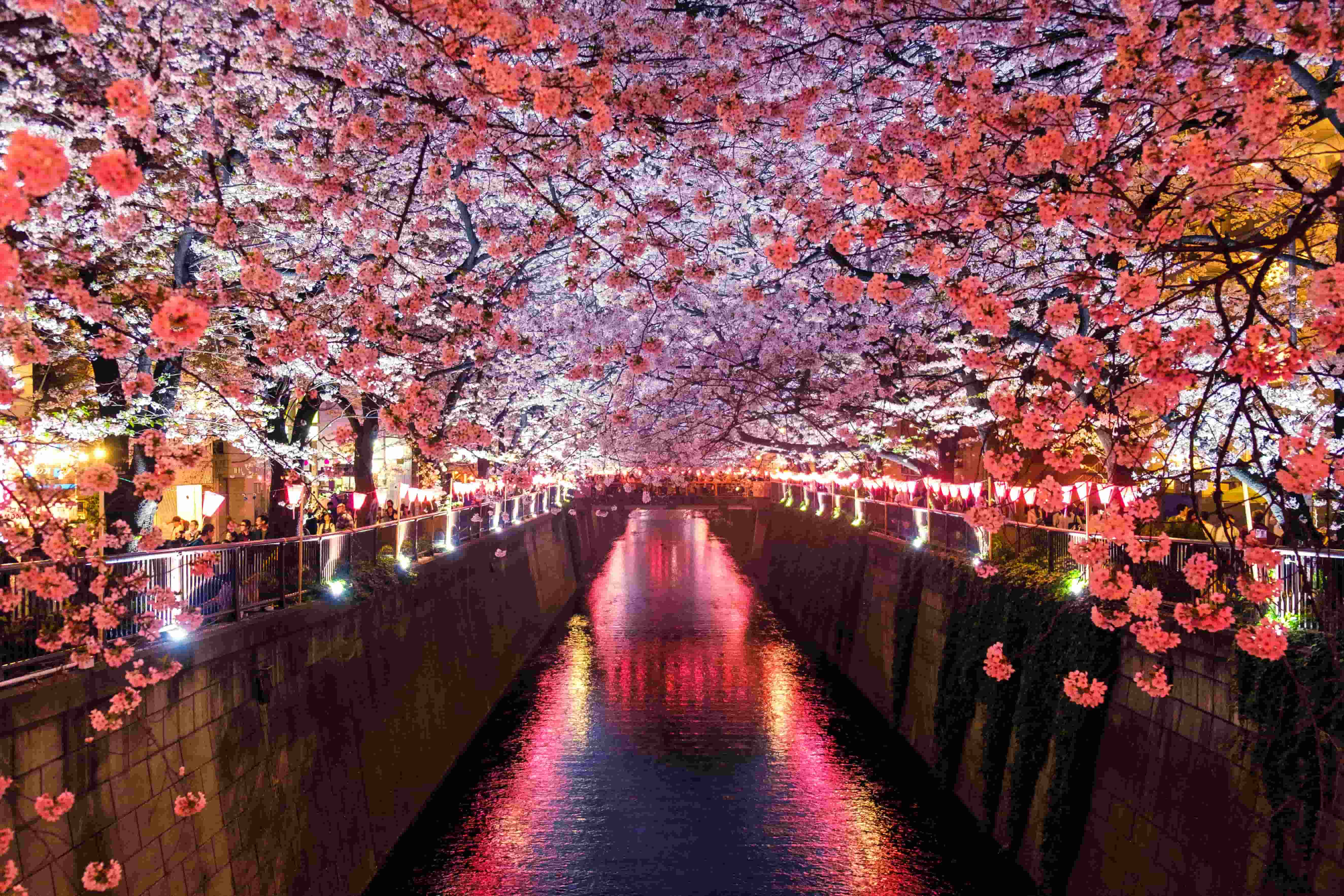 Webp.net-compress-image (7)