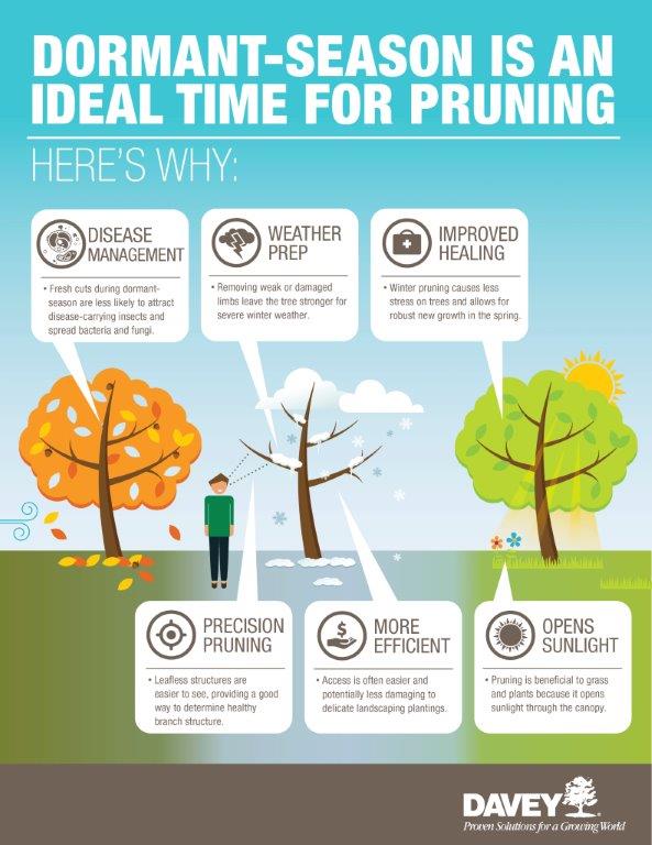 Tree Pruning Tips: From How to Stay Safe to the Best Techniques