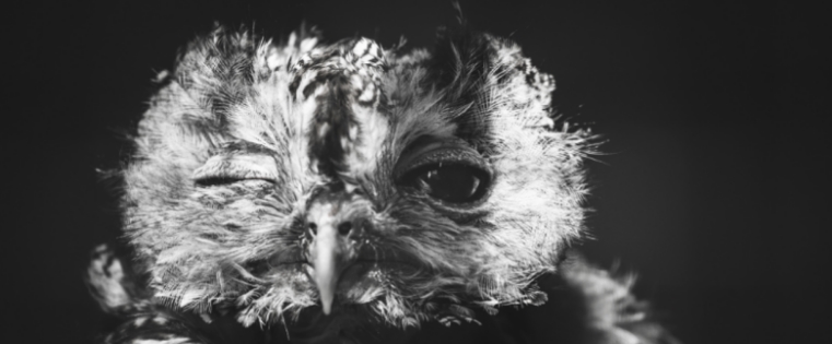 owl-080835-edited