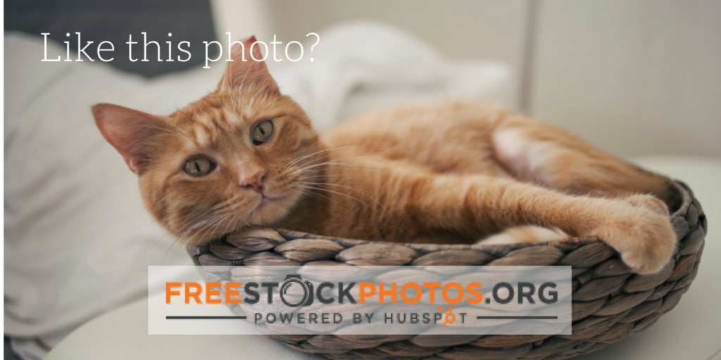 FreeStockPhotoCat