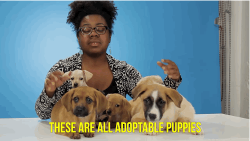adoptable-puppies-gif.gif