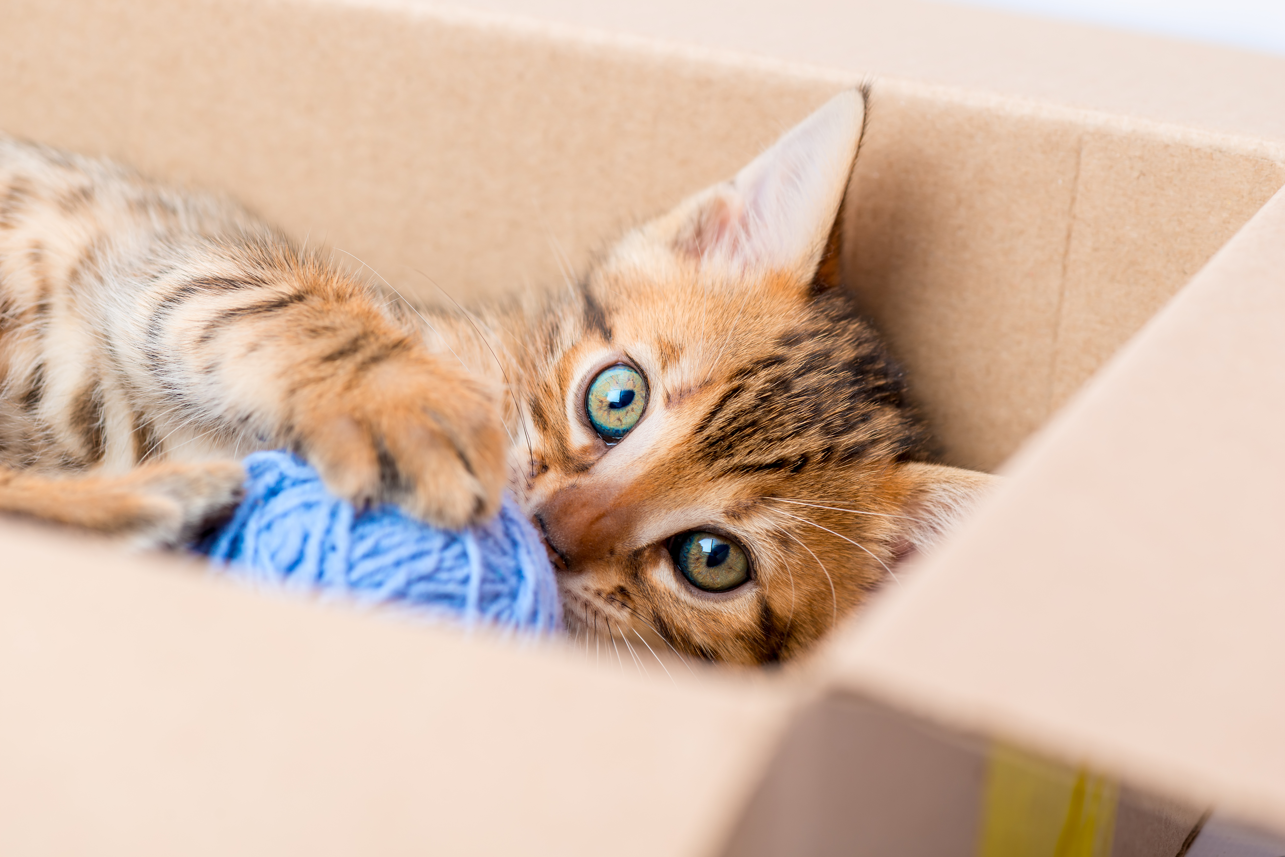 shutterstock_567615646