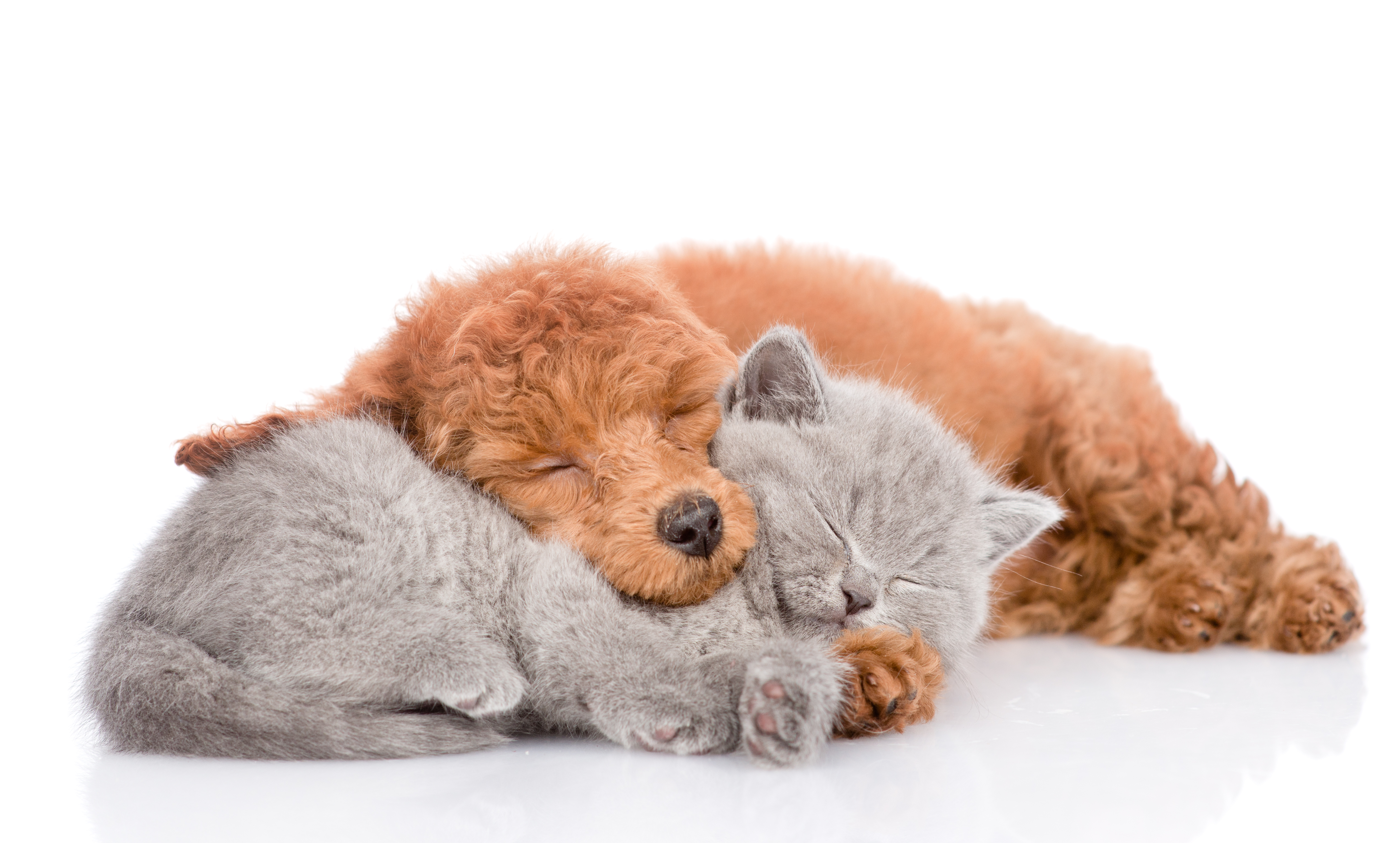 shutterstock_675032800