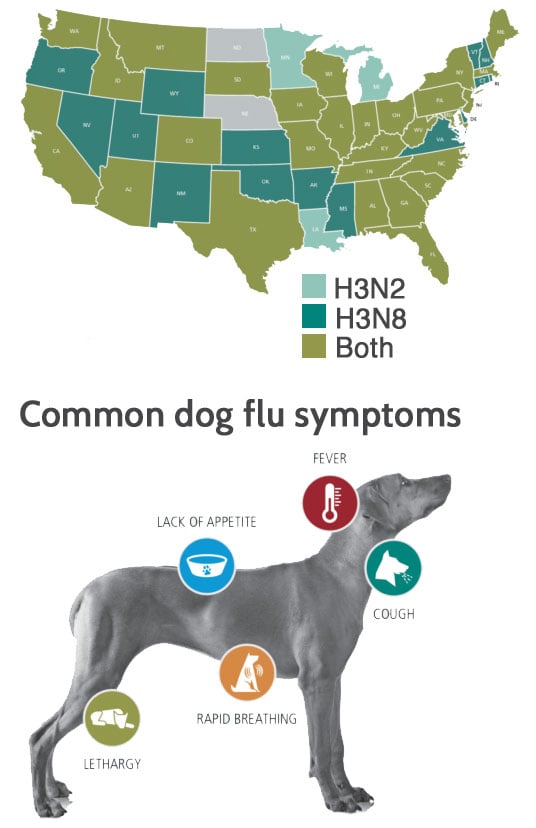 Canine Influenza is no joke and spreading fast