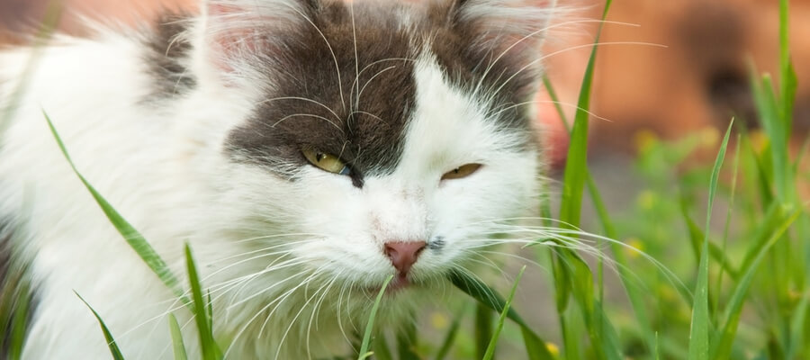 Cats Eating Grass: Good, Bad, Both?