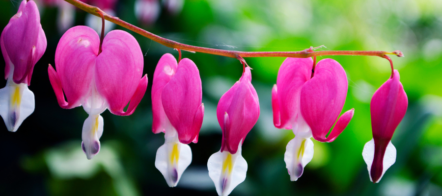 are bleeding heart plants toxic to dogs