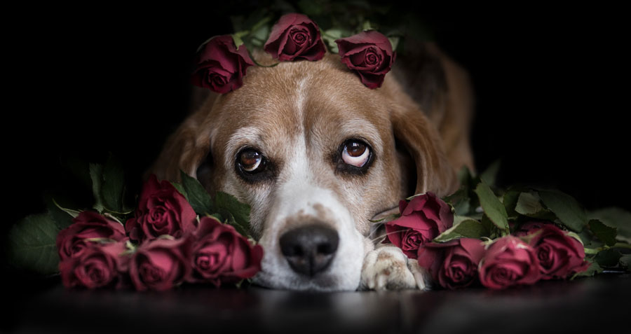 Roses and Rover: Are Roses Safe for Dogs?