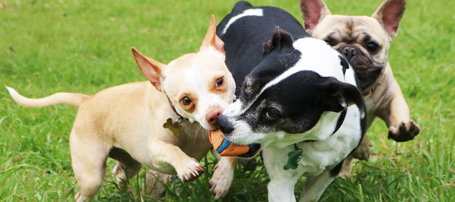 dog day care center