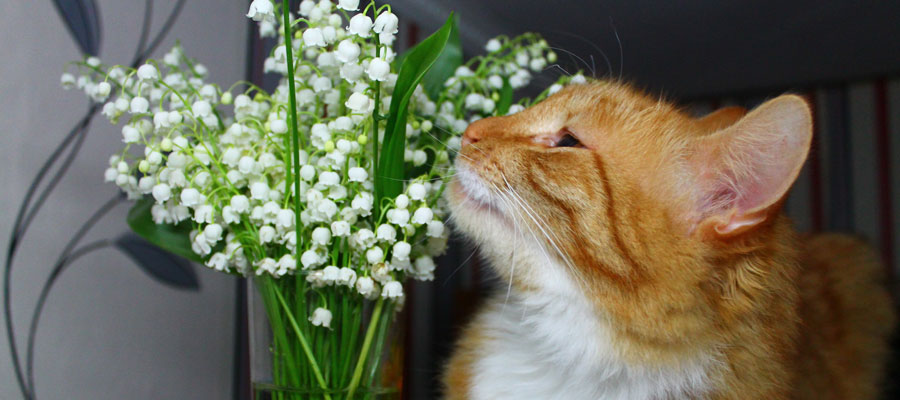 Can Lilies Kill Your Pet