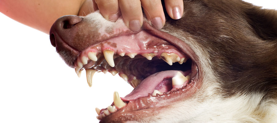 what are dogs gums supposed to look like