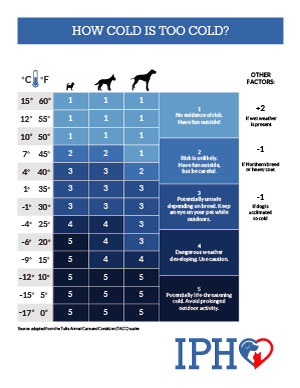 dogs and winter temperatures