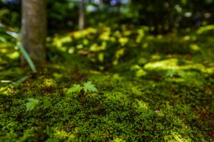 5 Benefits Of Moss Gardening