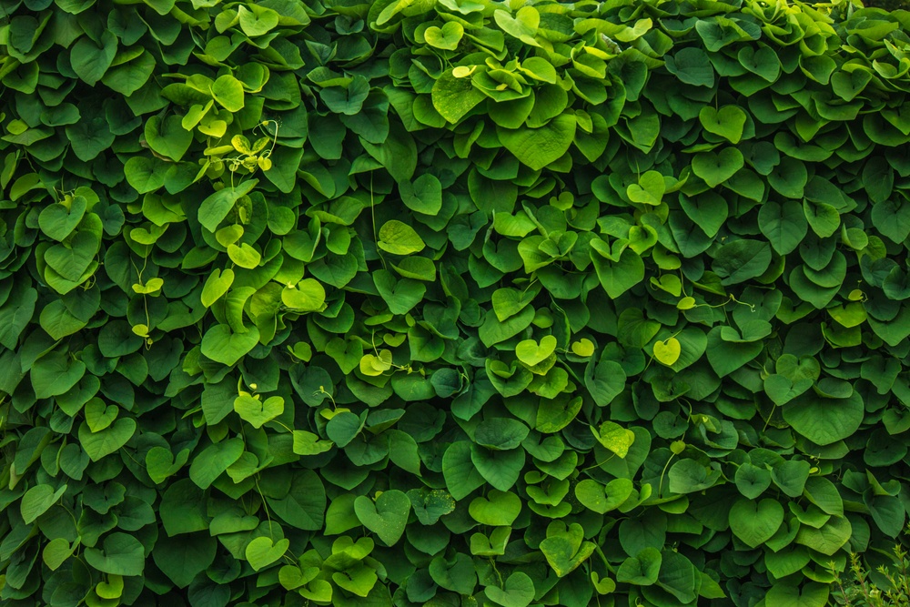 Evergreen Walls green wall plants