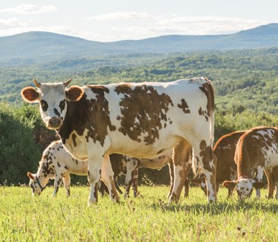 Cows in pasture; one facing the camera