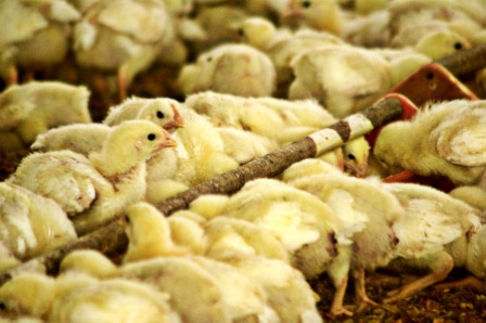Diclazuril para el control de coccidiosis en avicultura