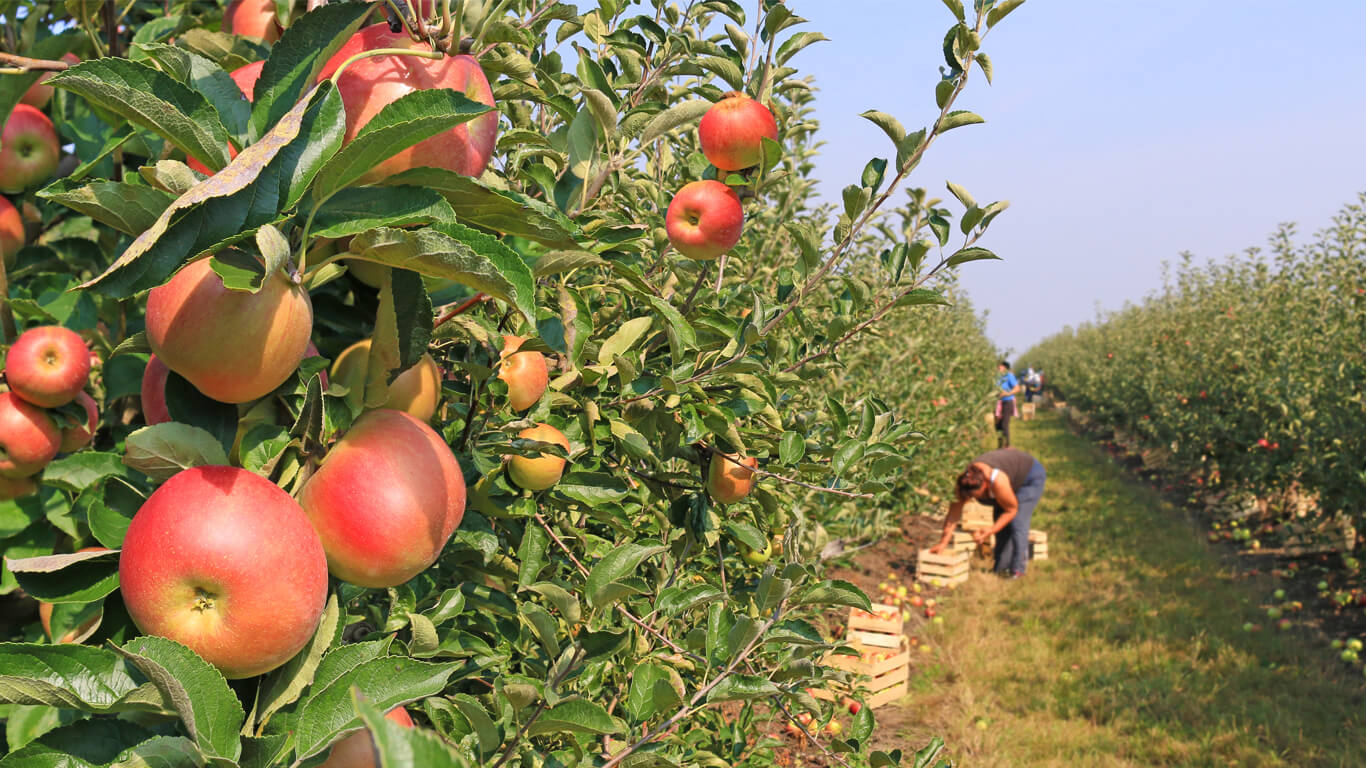 Apple Orchard