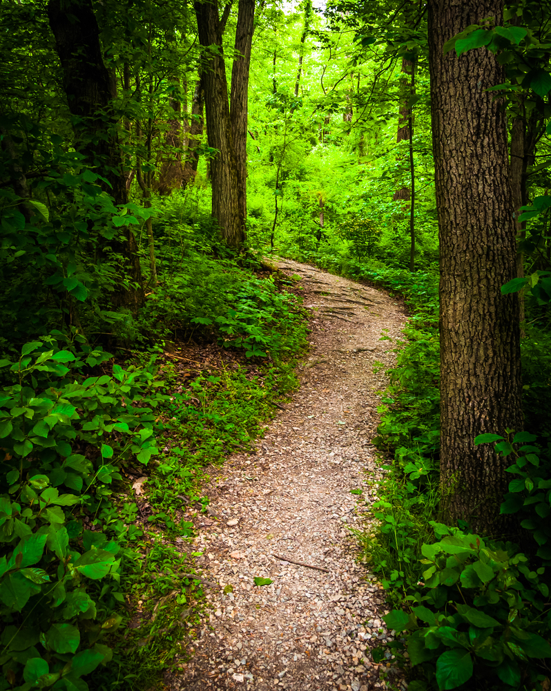 Trail through lush green forest.