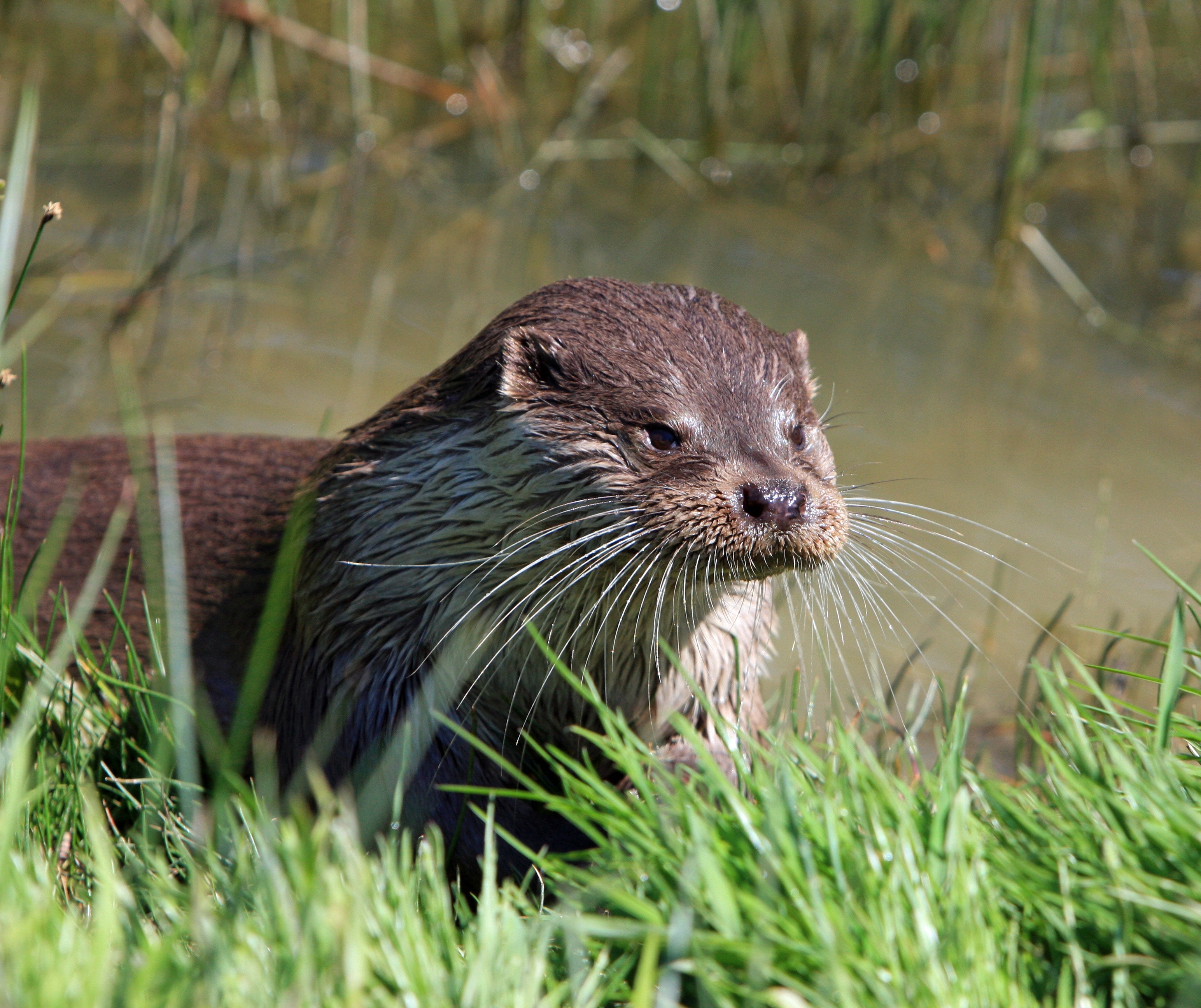 brown-otter-near-green-grass-57466