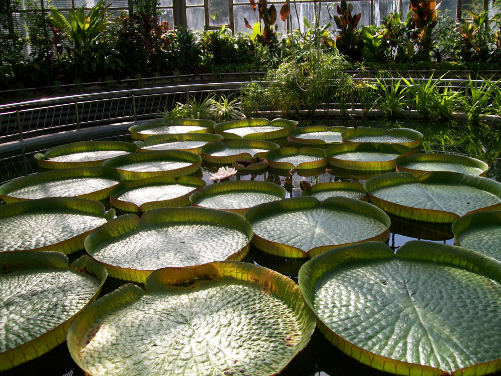 Botanic garden, Cluj-Napoca