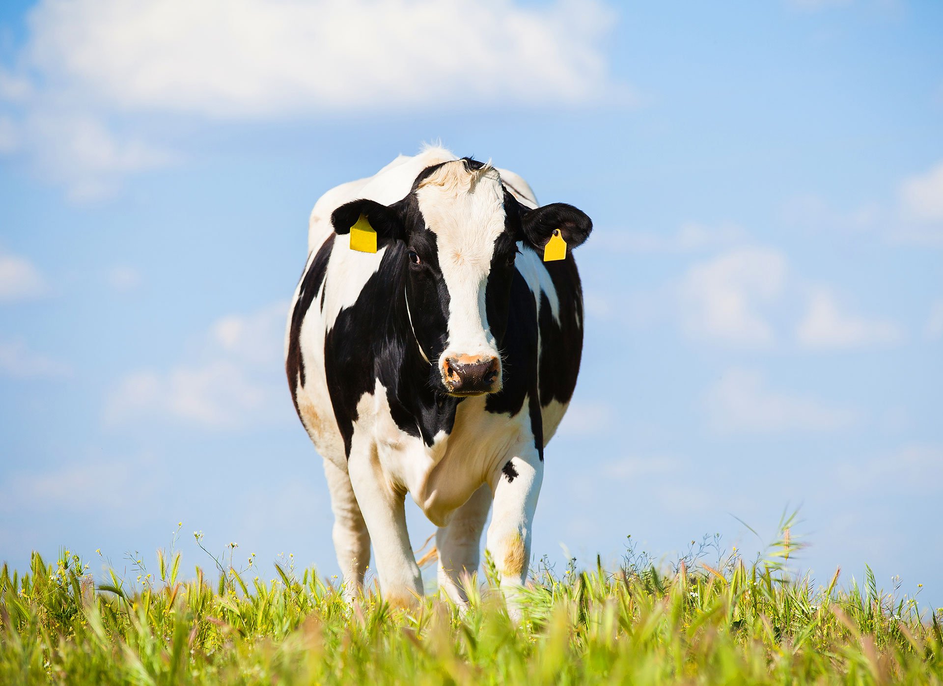 Phibro-Cow-Outside-hero-desktop