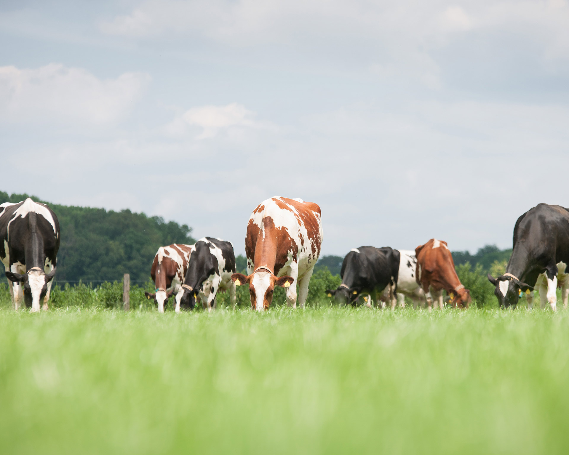 Cows on hot day where heat stress is always a risk