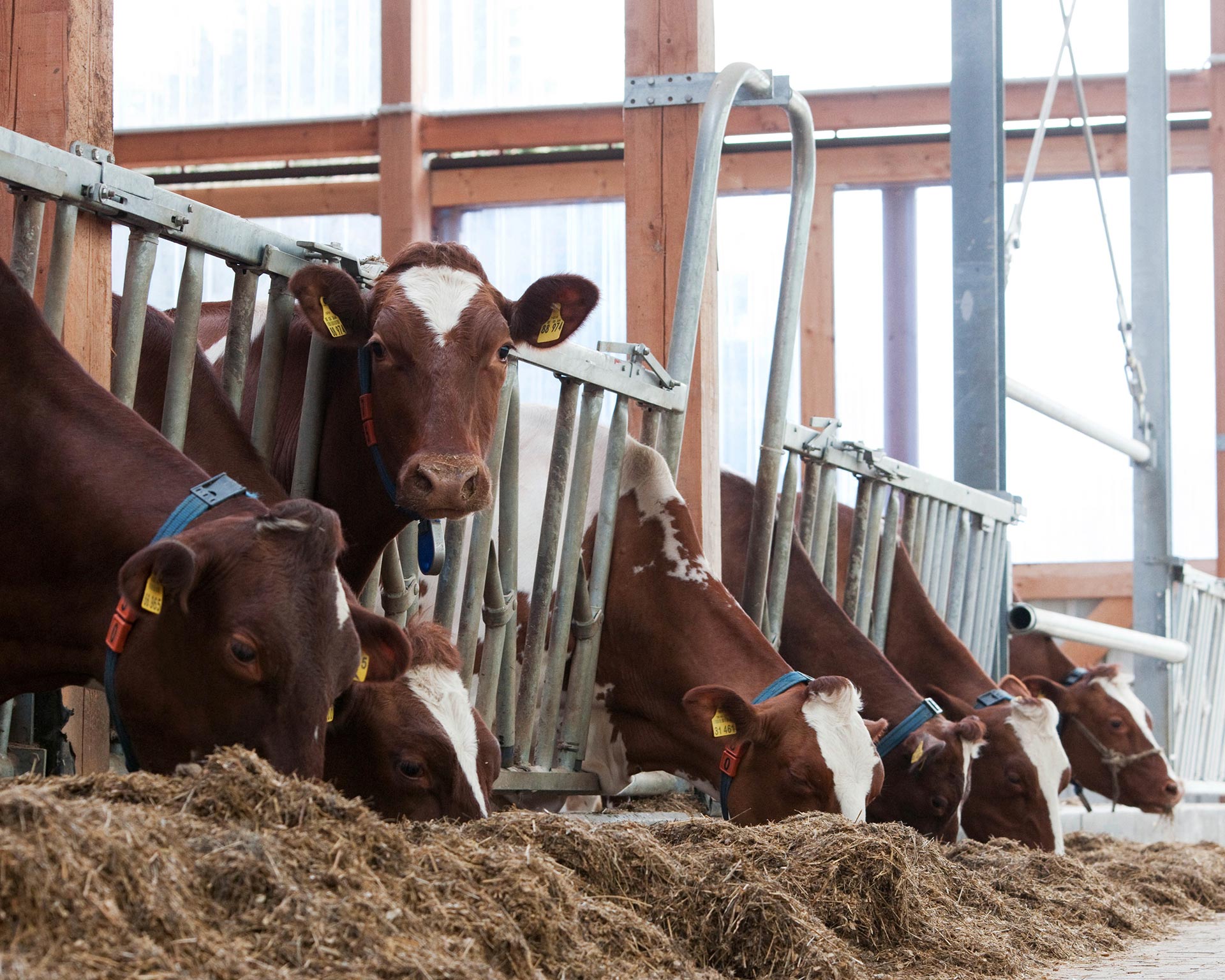 Phibro-Curious-Cow-hero-desktop