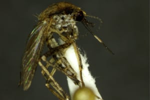 aedes_sollicitans _mosquito_microscope-300x200_denver-CO-kelseyr