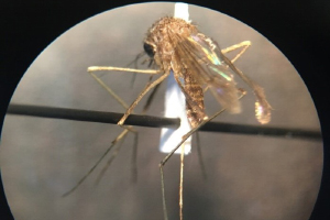 culiseta_minnesotae_mosquito_microscope-300x200_denver-CO-kelseyr