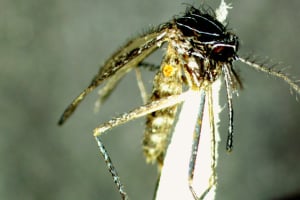 orthopodomyia_signifera_mosquito_microscope-300x200_denver-CO-kelseyr