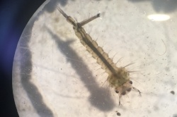 larva-microscope-250x166_CO-brooxb.jpeg