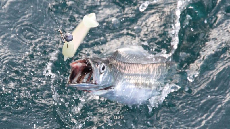 魚の視覚と釣果の関係にせまる 魚は色を見分けるのか 魚種別釣りガイド