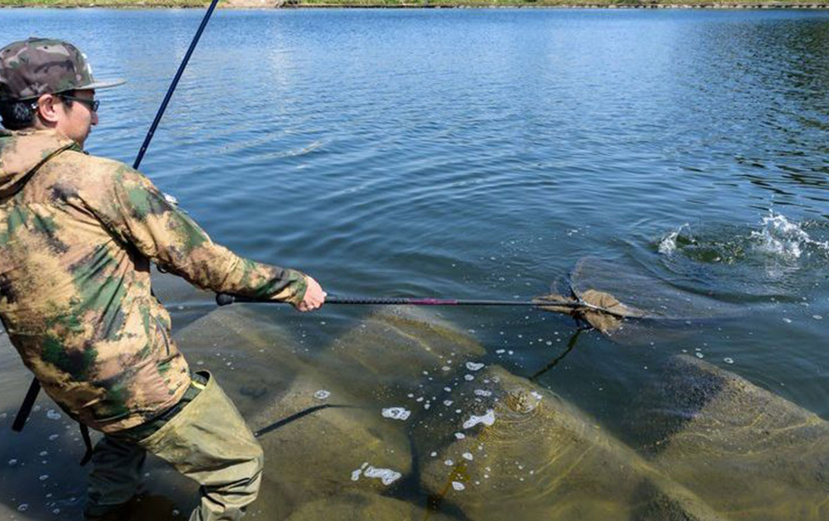 身近な川の大物釣り ボイリーでねらうコイ釣り入門 実際に釣ってみよう 魚種別釣りガイド