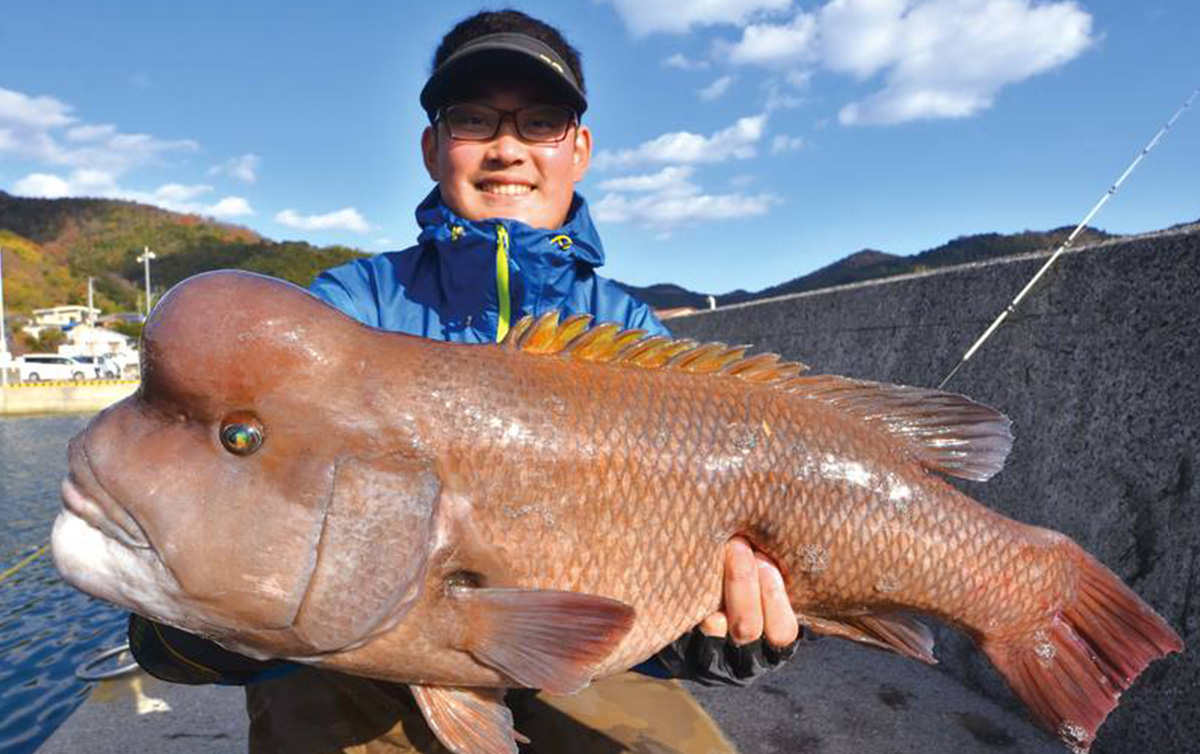 コブダイ釣り 伝統釣法カブセ釣りで漁港のモンスターと勝負 魚種別釣りガイド