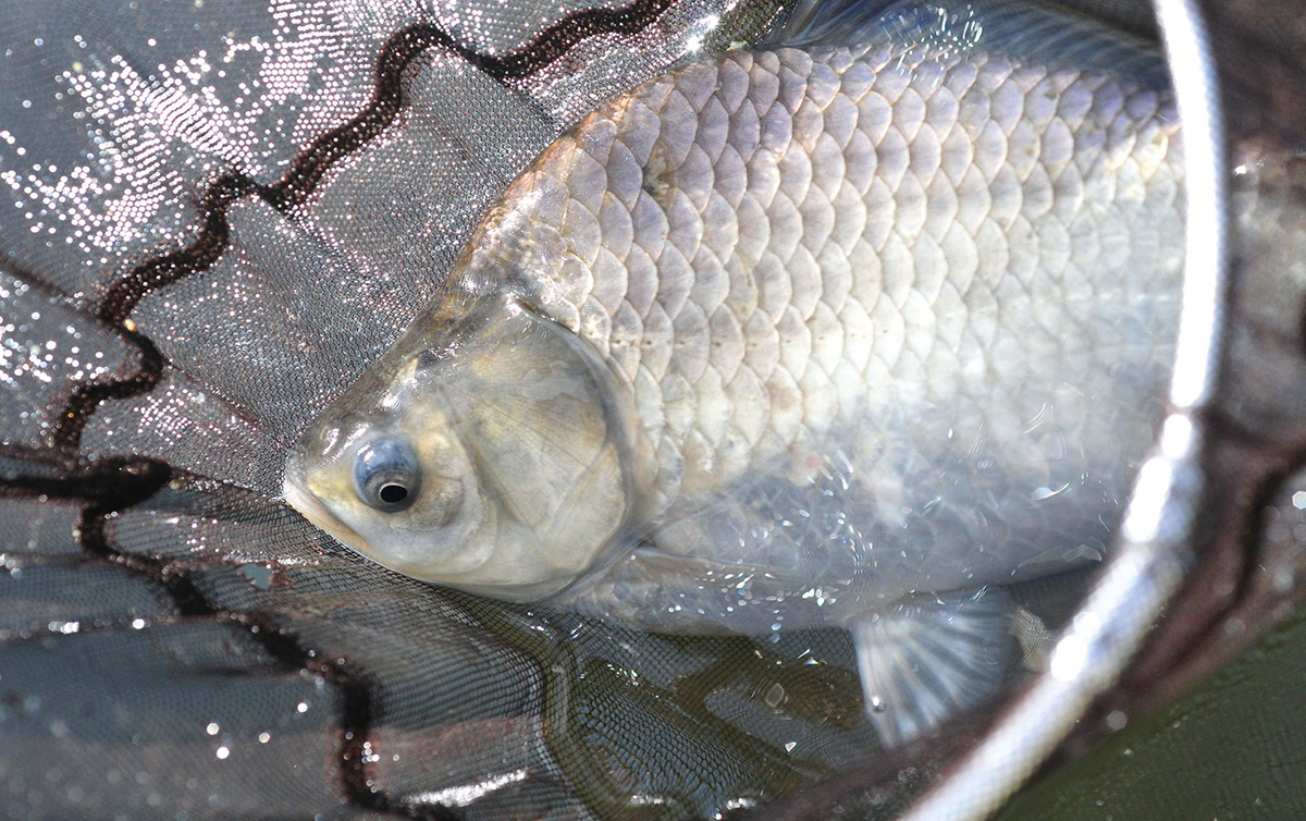 ヘラブナ釣り 身近な管理釣り場でチャレンジ 後編 魚種別釣りガイド