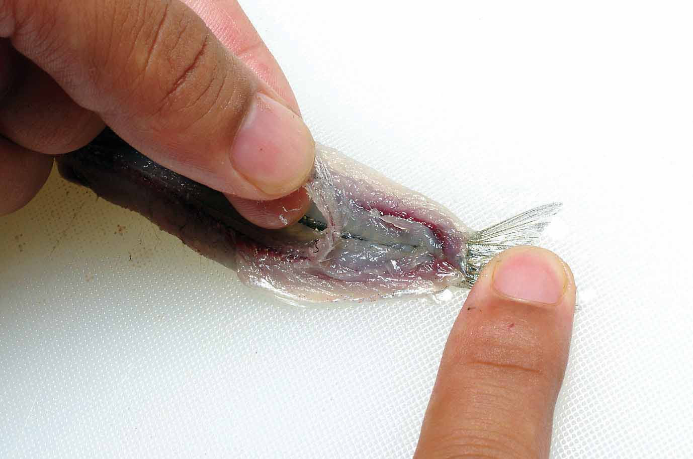 イワシ さばき方 手開き 美味しい鮮魚料理