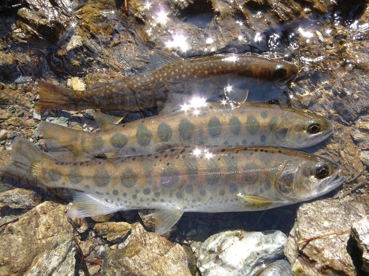 イワナ ヤマメ釣り 埼玉県 荒川水系 全国おすすめ釣り場