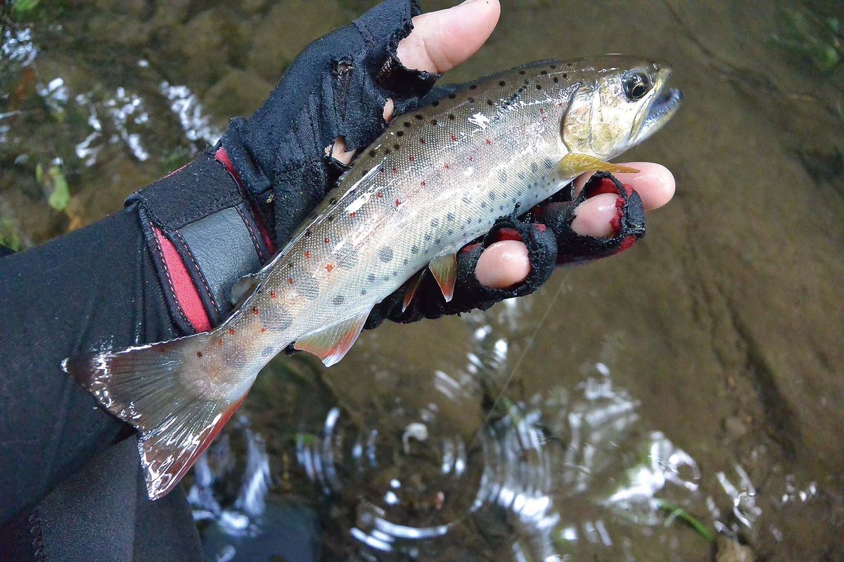 アマゴ釣り 静岡県 伊豆半島小河川 全国おすすめ釣り場