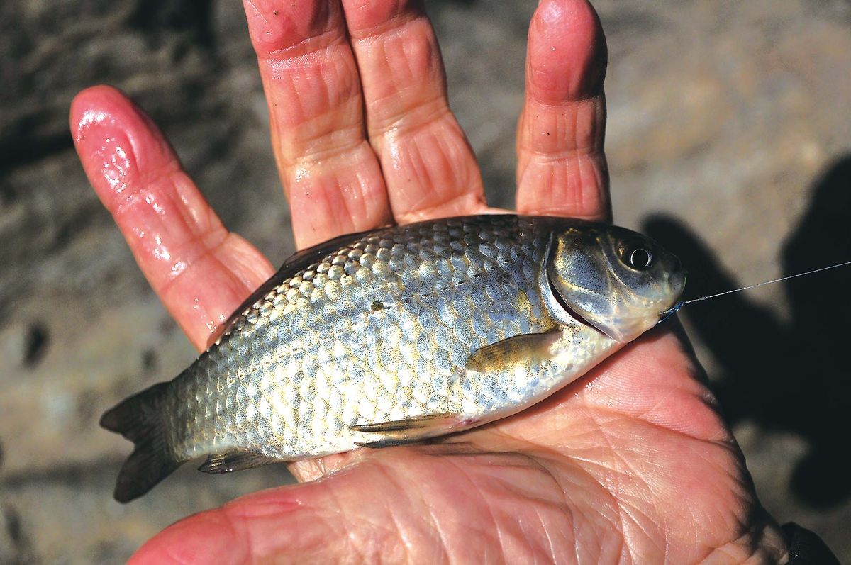 タナゴ クチボソ フナ釣り 東京都板橋区 氷川つり堀公園 全国おすすめ釣り場